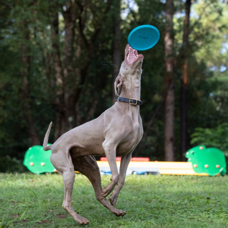 Waboba Zestaw Zabawek Dla Psa Woofpack - obrazek 4